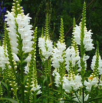 Физостегия виргинская 'Кристал Пик Вайт' (Physostegia virginiana 'Crystal Peak White')
