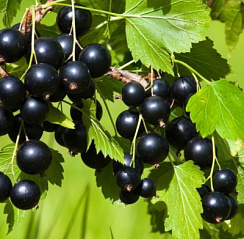 Смородина черная 'Ленинградский Великан' (Ribes nigrum 'Ленинградский Великан')