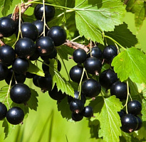 Смородина черная 'Ленинградский Великан' (Ribes nigrum 'Ленинградский Великан')
