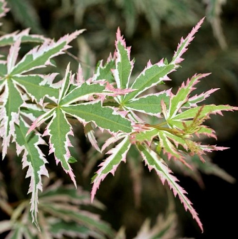 Клен веерный 'Butterfly' (Acer palmatum 'Butterfly')