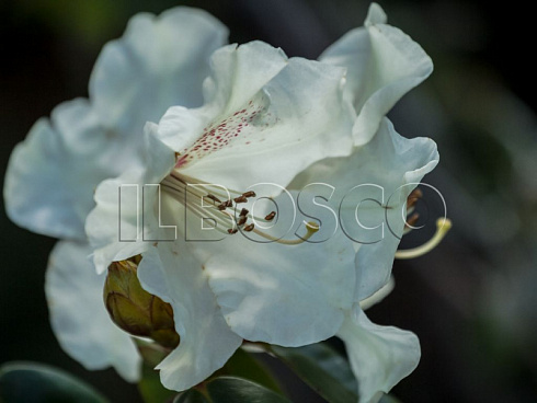 rododendron-kanningems-uajt-rhododendron-cunningham-s-white-lepestki.jpg