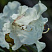 rododendron-kanningems-uajt-rhododendron-cunningham-s-white-lepestki.jpg