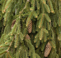 Ель обыкновенная 'Форманек' (Picea abies 'Formanek')