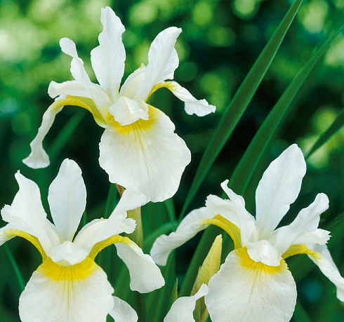 Ирис сибирский 'Snow Queen' (Iris sibirica 'Snow Queen')