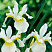 Ирис сибирский 'Snow Queen' (Iris sibirica 'Snow Queen')