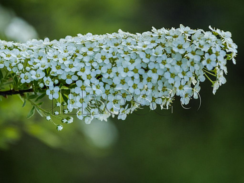 spireya-seraya-grefshejm-spiraea-cenerea-grefsheim-cvety.jpg