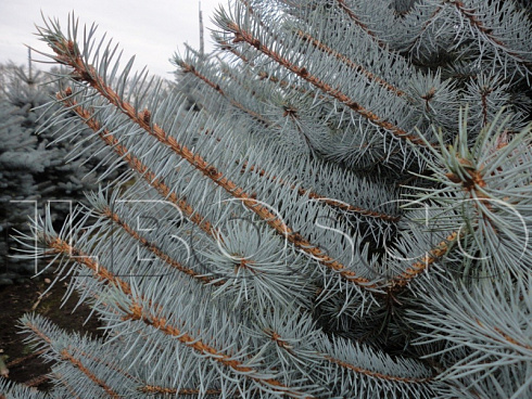 el-kolyuchaya-golubaya-picea-pungens-krona