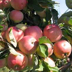 Яблоня домашняя 'Московская грушовка' (Malus domestica 'Московская грушовка')