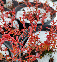 Клюква крупноплодная 'Стивенс' (Vaccinium macrocarpon 'Стивенс')