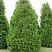 tuya-zapadnaya-brabant-thuja-occidentalis-brabant-derevo