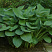 Хоста 'Ti Rex' (Hosta 'Ti Rex')