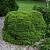 Ель обыкновенная 'Литл Джем' (Picea abies 'Little Gem')