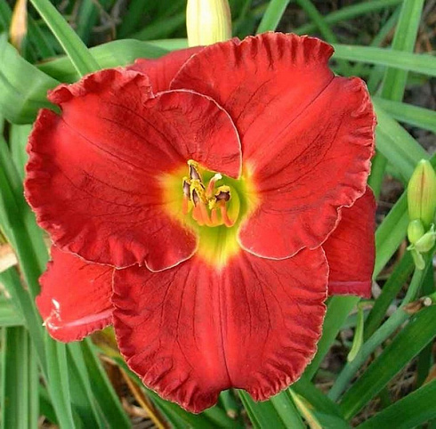 Лилейник 'Siloam Red Toy' (Hemerocallis 'Siloam Red Toy')