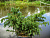 Тисс ягодный 'Репанденс' (Taxus baccata 'Repandens')