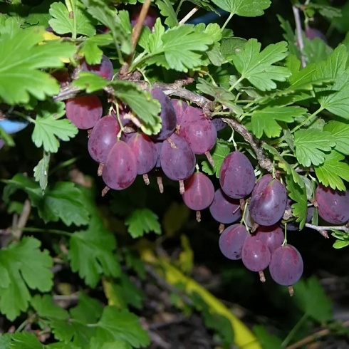 grushenka