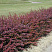 barbaris-tunberga-atropurpurea-berberis-thunbergii-atropurpurea-kusty-v-ryadu.jpg