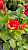 Роза 'Файер Флеш' (Rose 'Fire Flash')