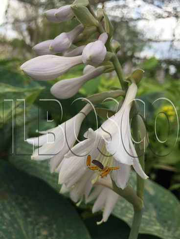 hosta-big-dehddi-hosta-big-daddy-cvetok.jpg