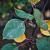 Груша обыкновенная 'Рогнеда' (Pyrus communis 'Рогнеда')