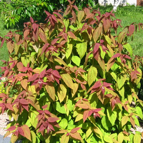 spireya-yaponskaya-makrofilla-spiraea-japonica-macrophylla-listopadnyj-kustarnik