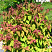 spireya-yaponskaya-makrofilla-spiraea-japonica-macrophylla-listopadnyj-kustarnik