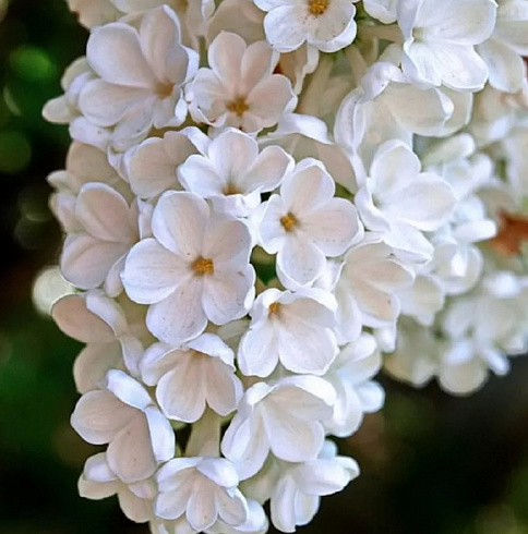 Сирень обыкновенная 'Rochester' (Syringa vulgaris 'Rochester')