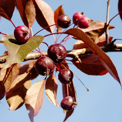 yablonya-dekorativnaya-royalti-malus-royalty-plody