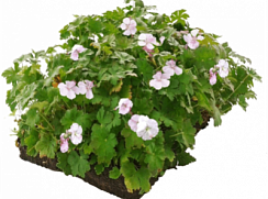 Рулонный многолетник Герань кембриджская 'Биоково' (Geranium cantabrigiense 'Biocovo')