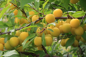 Слива обыкновенная 'Ренклод колхозный' (Prunus domestica 'Ренклод колхозный')