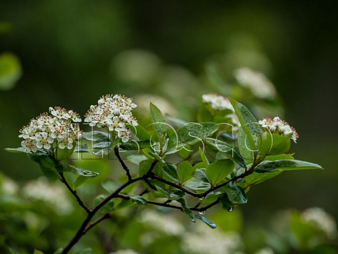 aroniya-chernoplodnaya-ryabina-chernoplodnaya-aronia-melanocarpa-vetv.jpg