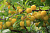 Слива обыкновенная 'Ренклод колхозный' (Prunus domestica 'Ренклод колхозный')