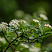 aroniya-chernoplodnaya-ryabina-chernoplodnaya-aronia-melanocarpa-vetv.jpg