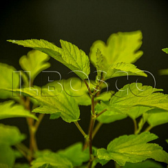 Пузыреплодник калинолистный 'Дартс Голд' (Physocarpus opulifolium 'Darts Gold')