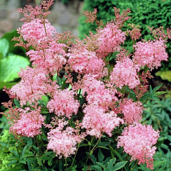 Лабазник пурпурный 'Элеганс' (Filipendula  purpurea 'Elegans)