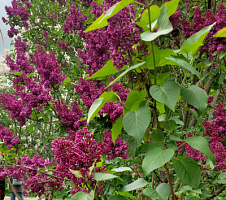Сирень обыкновенная 'Красная Москва' (Syringa vulgaris 'Красная Москва')