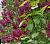 Сирень обыкновенная 'Красная Москва' (Syringa vulgaris 'Красная Москва')