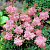 Лабазник пурпурный 'Элеганс' (Filipendula  purpurea 'Elegans)