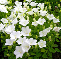 Колокольчик карпатский 'Уайт Клипс' (Campanula carpatica 'White Clips')