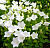 Колокольчик карпатский 'Уайт Клипс' (Campanula carpatica 'White Clips')