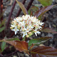 Дерен белый 'Кессельринги' (Cornus alba 'Kesselringii')