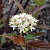 Дерен белый 'Кессельринги' (Cornus alba 'Kesselringii')