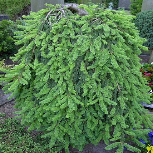 el-obyknovennaya-inversa-picea-abies-inversa-krona
