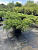 Микробиота перекрёстнопарная (Microbiota decussata)