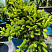ель Barryi2