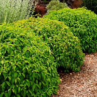 Дерен отпрысковый 'Келсеи' (Cornus stolonifera 'Kelsey')