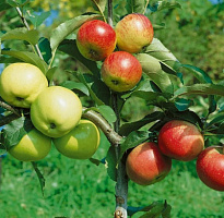 Яблоня дерево-сад 2 сорта (Malus)