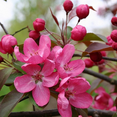 yablonya-dekorativnaya-rudolf-malus-rudolf-cvetok
