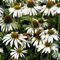 Эхинацея пурпурная 'Уайт Сван' (Echinacea purpurea 'White Swan')