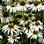 Эхинацея пурпурная 'Уайт Сван' (Echinacea purpurea 'White Swan')