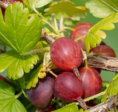 Крыжовник бесшипный 'Сириус' (Ribes 'Сириус')